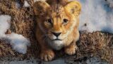 Il re leone: Tutto sul nuovo prequel Disney dedicato a Mufasa