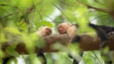 La Magia della Natura: Scopri i Segreti degli Animali con Hugh Bonneville