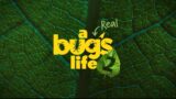 Scopri la Seconda Stagione di A Real Life of Bugs su National Geographic: Un Viaggio Affascinante nel Mondo degli Insetti