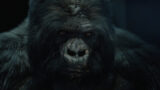 Gorilla fotorealistico in CGI: l’innovazione di UNIT per la serie Stags di Paramount