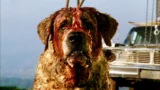 Cujo torna su netflix, il  adattamento di stephen king