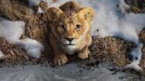 Mufasa: data e ora di rilascio su disney plus