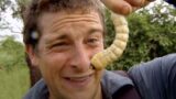 Man vs wild: realtà e finzione del programma di bear grylls spiegate