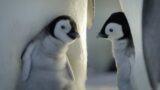 Disney e National Geographic uniscono forze per il mese della Terra
