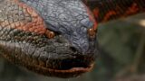 Owen Wilson in un cult horror: recensioni entusiastiche dai VFX nonostante le tecniche obsolete