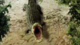 Methgator: scopri trama, cast e finale del film su cielo