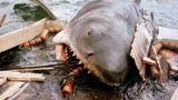 L’attore di jaws non è tornato in acqua per 2 anni dopo le riprese