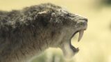 Scimitar toothed cats: ritorno nella preistoria con le nuove immagini di apple tv