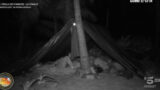 Isola dei famosi: dramma e tragedia colpiscono i naufraghi in una notte difficile