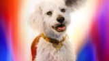 Krypto entra nel DC Universe mentre il prossimo film potrebbe ispirarsi a John Wick