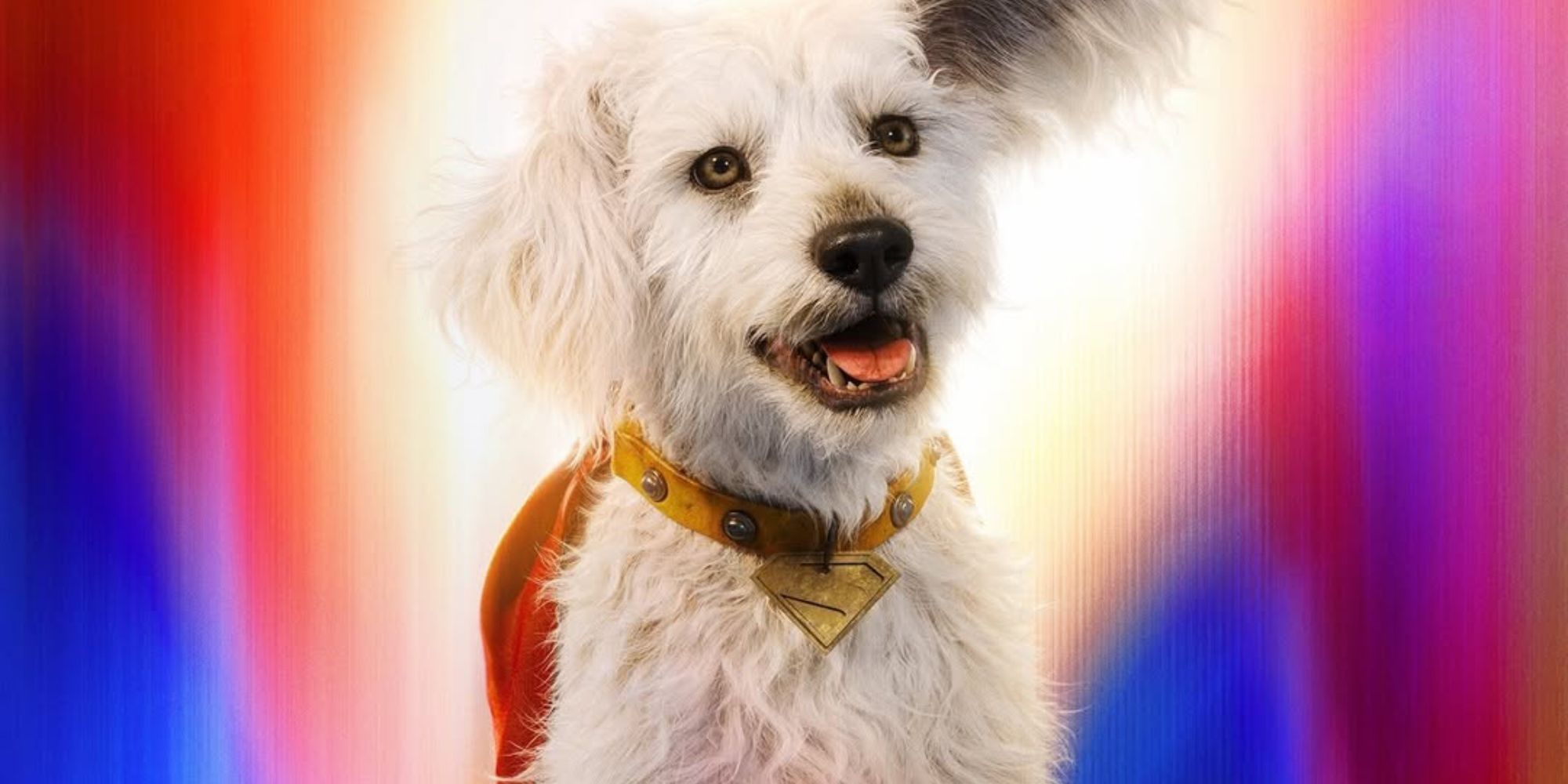Krypto entra nel DC Universe mentre il prossimo film potrebbe ispirarsi a John Wick Krypto entra nel DC Universe mentre il prossimo film potrebbe ispirarsi a John Wick