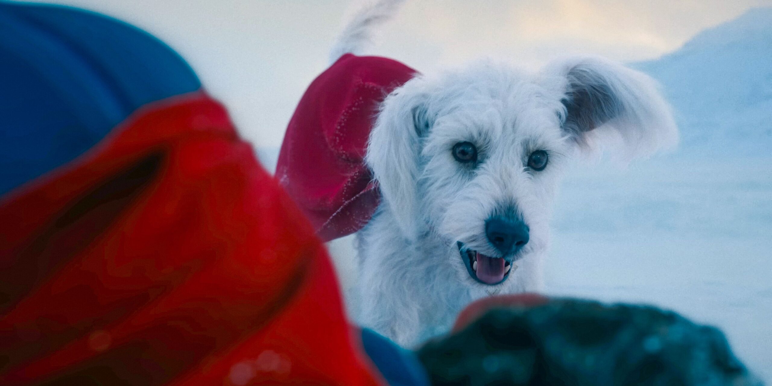Krypto di superman: una scena scioccante che poteva essere ancora peggiore Krypto di superman: una scena scioccante che poteva essere ancora peggiore