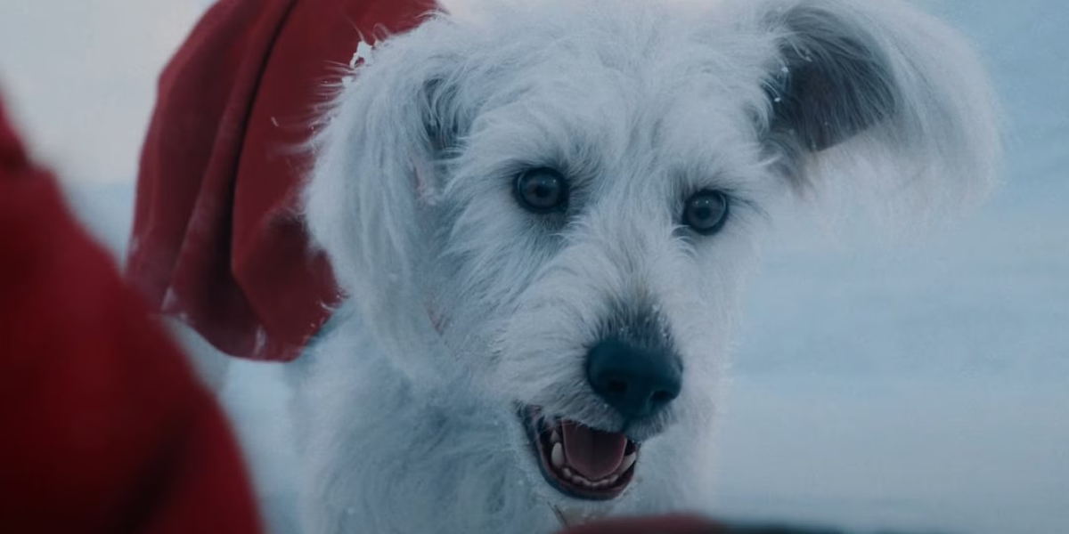 Krypto il cane di Superman: raduno a New York per trovare il sosia adorabile Krypto il cane di Superman: raduno a New York per trovare il sosia adorabile