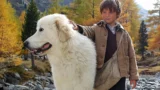 Bell e sebastien: scopri se il film è ispirato a una storia vera