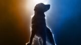 Golden retriever protagonista: come farlo brillare nel cinema [VIDEO]