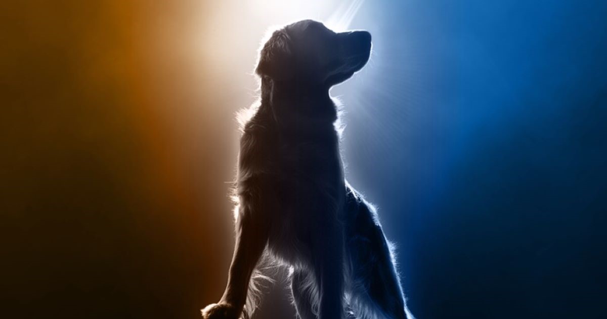golden retriever protagonista come farlo brillare nel cinema video