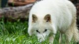 Dire wolf: l’ultima novità sulla de-estinzione di khaleesi e dei suoi fratelli