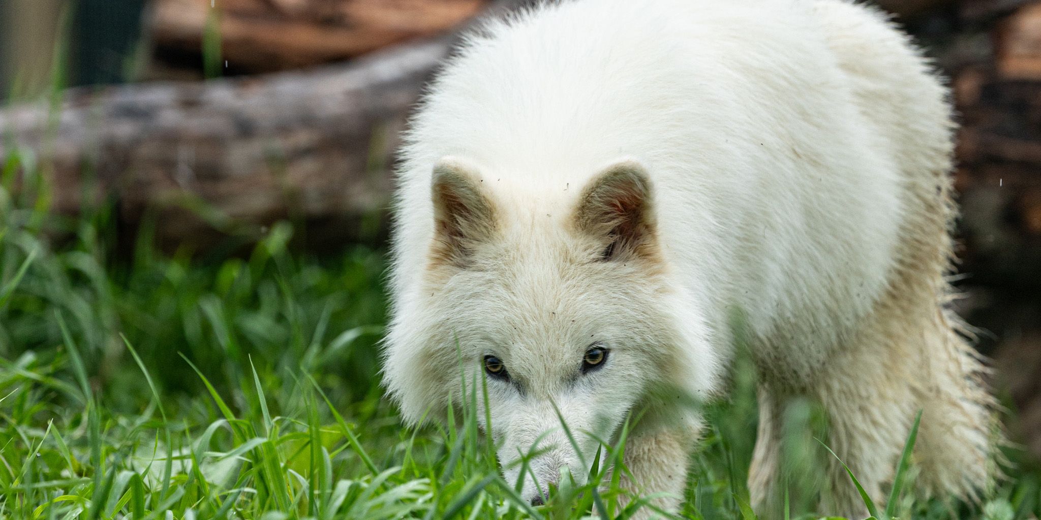 Dire wolf: l’ultima novità sulla de estinzione di khaleesi e dei suoi fratelli Dire wolf: l’ultima novità sulla de estinzione di khaleesi e dei suoi fratelli
