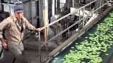Film flop profetico che ha mostrato il futuro ignorato