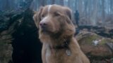 Good Boy è il successo horror da non perdere: scopri perché cambia tutto