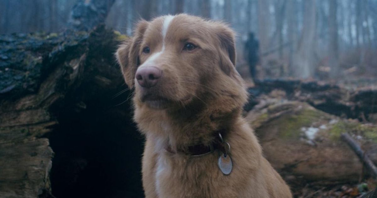 Good Boy è il successo horror da non perdere: scopri perché cambia tutto