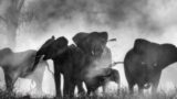 Giganti fantasma a venezia: la magia di “ghost elephants” di herzog