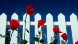 Velluto blu: svelato il significato del finale del film di david lynch