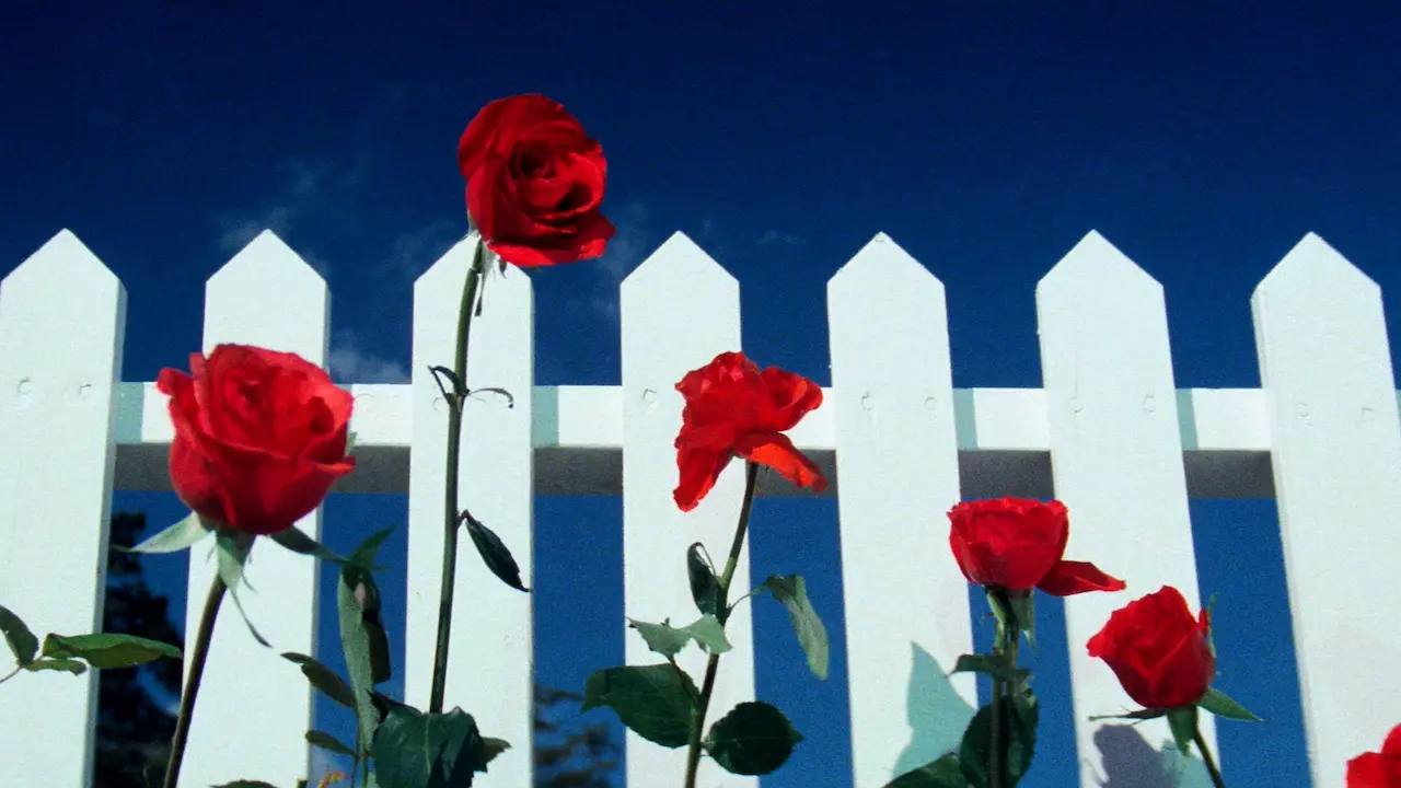 velluto blu svelato il significato del finale del film di david lynch