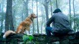 Nuovo trailer di good boy su shudder: aumenta l’ansia e la suspense