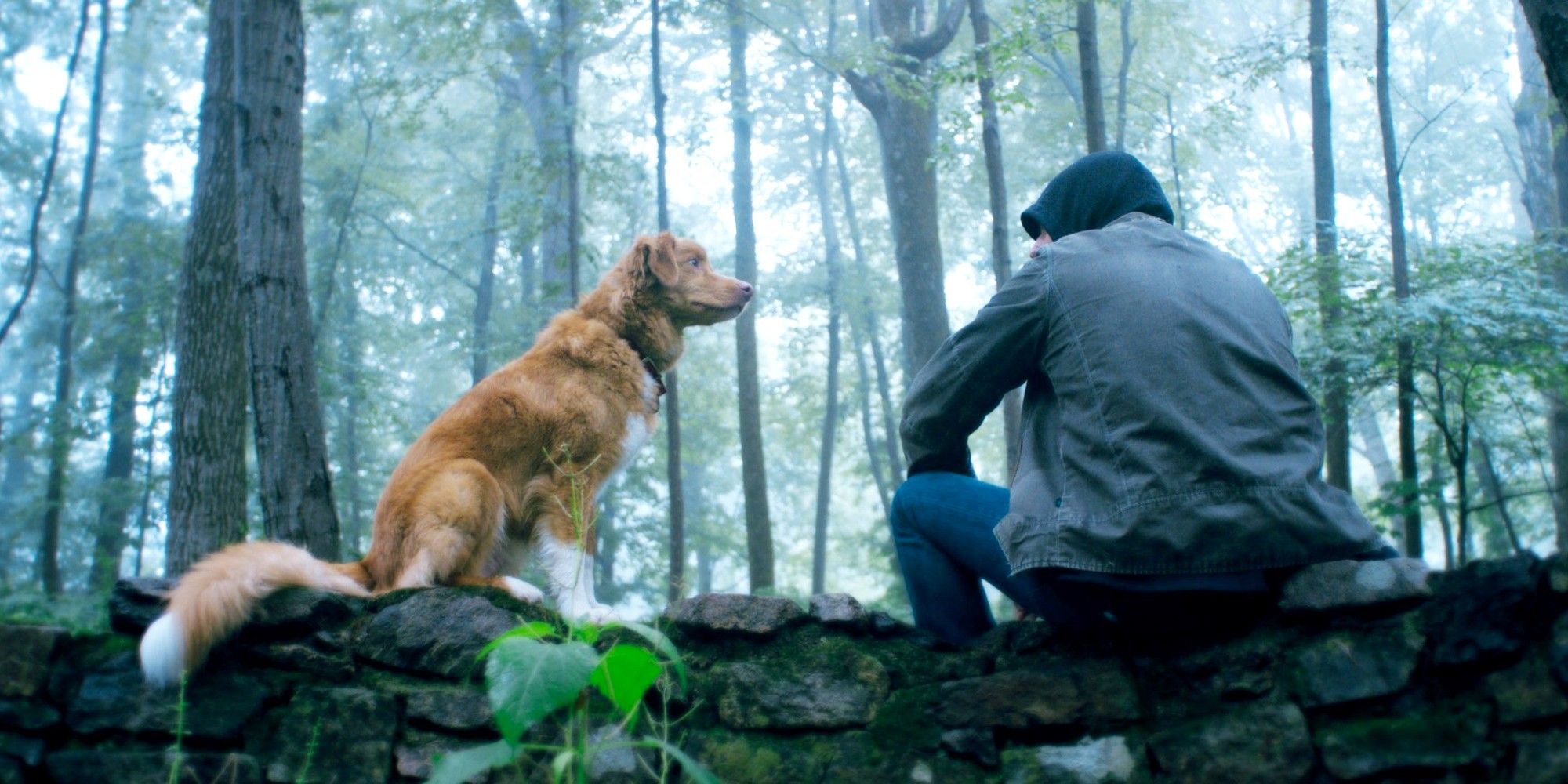 Nuovo trailer di good boy su shudder: aumenta l’ansia e la suspense