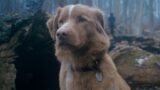 Cane sopravvive dopo riduzione di 2000% delle ricerche su google
