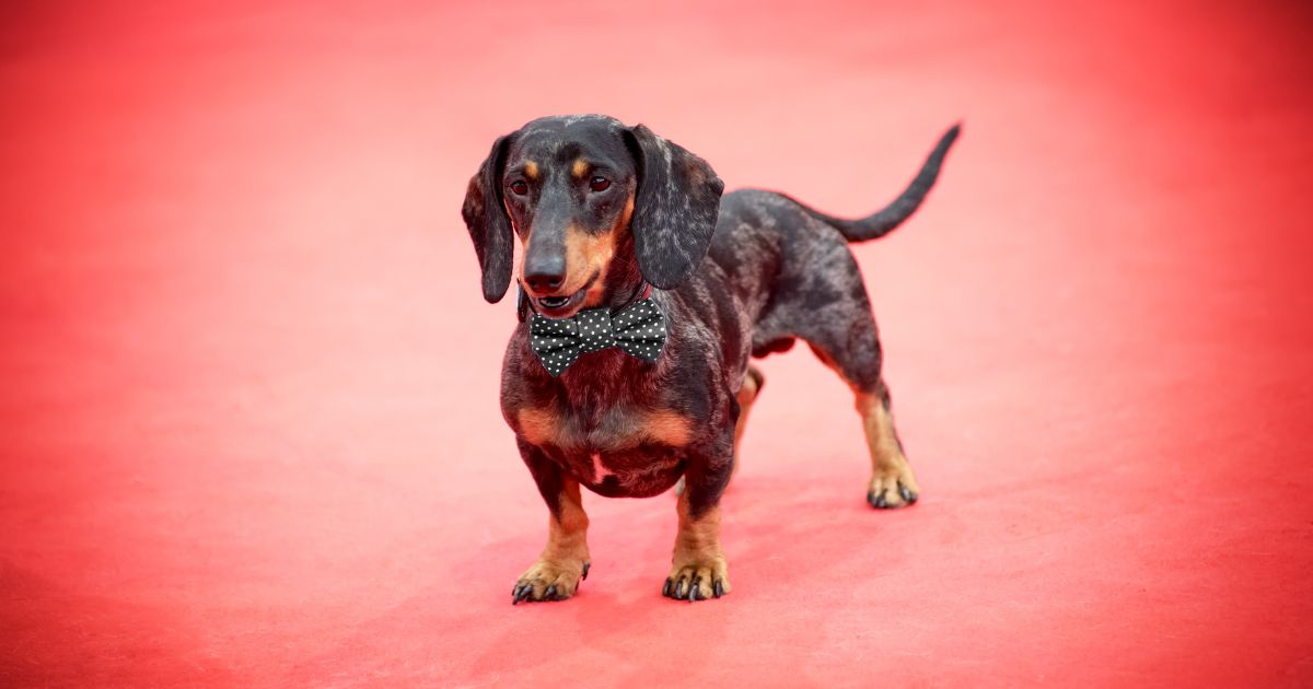 Festival del cinema per animali: un evento imperdibile per tutti gli amanti degli amici a quattro zampe Festival del cinema per animali: un evento imperdibile per tutti gli amanti degli amici a quattro zampe