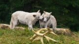 Dire wolves di colossal festeggiano un anno: la storia del compleanno di romulus e remus