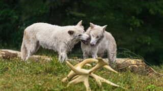 Dire wolves di colossal festeggiano un anno: la storia del compleanno di romulus e remus