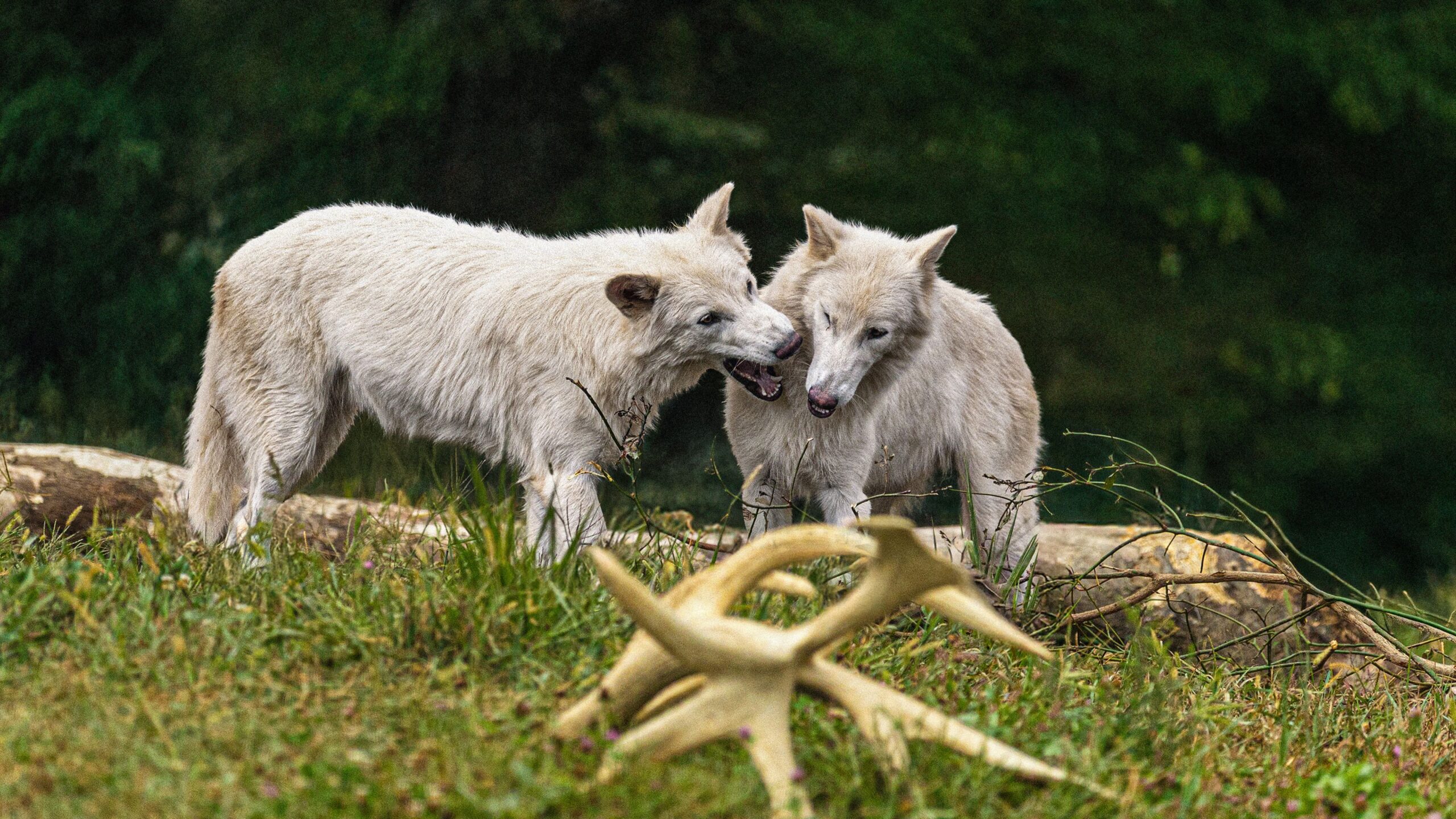 dire wolves di colossal festeggiano un anno la storia del compleanno di romulus e remus