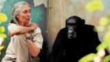 Morte di jane goodall, la primatologa famosa che ha cambiato il mondo