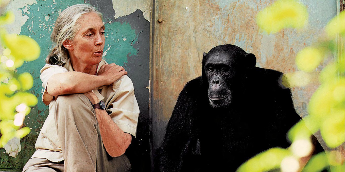 Morte di jane goodall, la primatologa famosa che ha cambiato il mondo