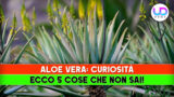 Aloe vera curiosità le 5 cose che non sai