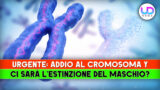 Cromosoma y è possibile l’estinzione del maschio umano?