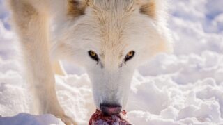 Dire wolf: aggiornamento di colossal biosciences su crescita, caccia ed espansione