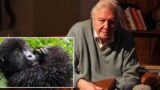 Netflix rilascia in anticipo un documentario imperdibile su david attenborough prima dei 100 anni