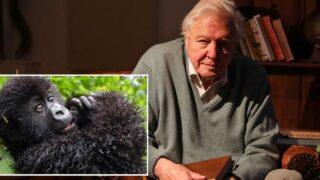Netflix rilascia in anticipo un documentario imperdibile su david attenborough prima dei 100 anni