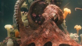 Creature luminose: i cambiamenti e le correzioni che migliorano il libro