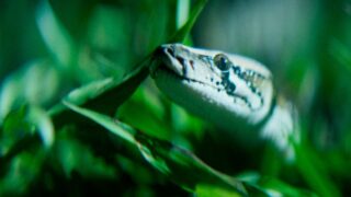 Python hunt: sfida tra uomo e serpente nel  clip