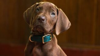 Scooby-Doo diventa un cane vero nella nuova serie Netflix: cosa aspettarsi