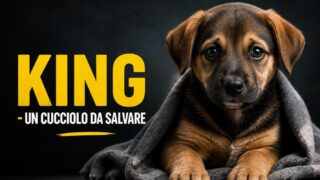 Cosa vedere stasera su Italia 1, 27 giugno 2026