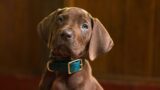 Scooby-doo e shaggy tornano: primo teaser trailer per la serie origins su netflix