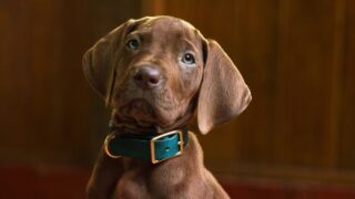 Scooby-doo e shaggy tornano: primo teaser trailer per la serie origins su netflix