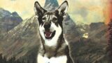The littlest hobo reboot ufficiale: cosa sappiamo e quando esce