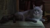 Assassin’s Creed Black Flag resynced: tutte le navi, gli animali e come sbloccarli
